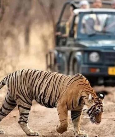 ranthambore national park.jpg